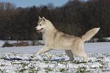 SIBERIAN HUSKY 495